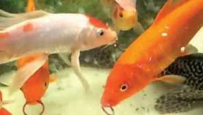 Zlatá rybka s kroužkem v nose - ryby piercing v indii.